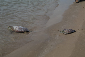 Encabeza Alcalde liberaci&oacute;n de tortugas verdes en el litoral del Puerto El Mezquital