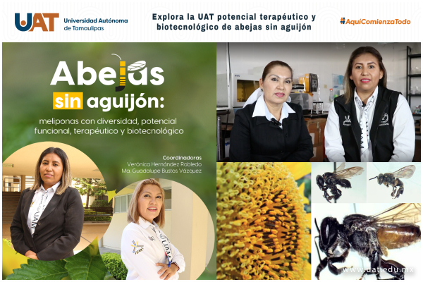 Explora la UAT potencial terap&eacute;utico y biotecnol&oacute;gico de abejas sin aguij&oacute;n