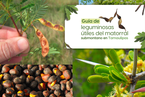 La UAT invita a conocer m&aacute;s sobre las leguminosas y su aprovechamiento