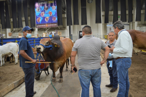 Ganaderos nacionales valoran infraestructura, atractivos y seguridad de Tampico