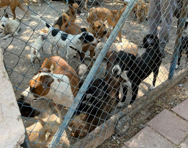 Gobierno de Matamoros e integrantes del Cabildo aplican Reglamento de Protecci&oacute;n Animal