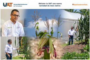 Obtiene la UAT una nueva variedad de ma&iacute;z nativo