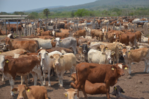 Fortalece Tamaulipas medidas sanitarias contra el gusano barrenador